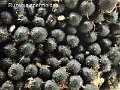 Ruzenia spermoides-amf1141-1